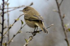 Chiffchaff