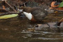 Dipper