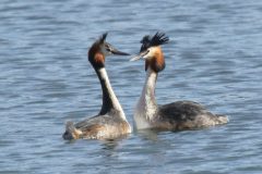 Great Crested Grebe