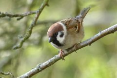 Tree Sparrow
