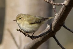 Chiffchaff