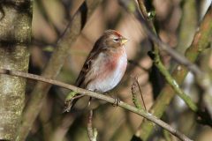 Lesser Redpoll
