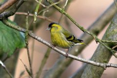 Siskin