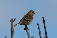 Twite