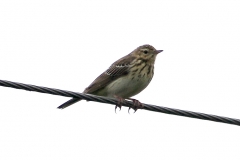 Tree Pipit