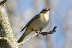Willow Warbler
