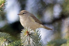 Chiffchaff