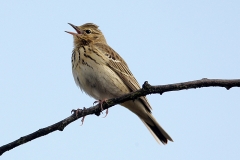 Tree Pipit
